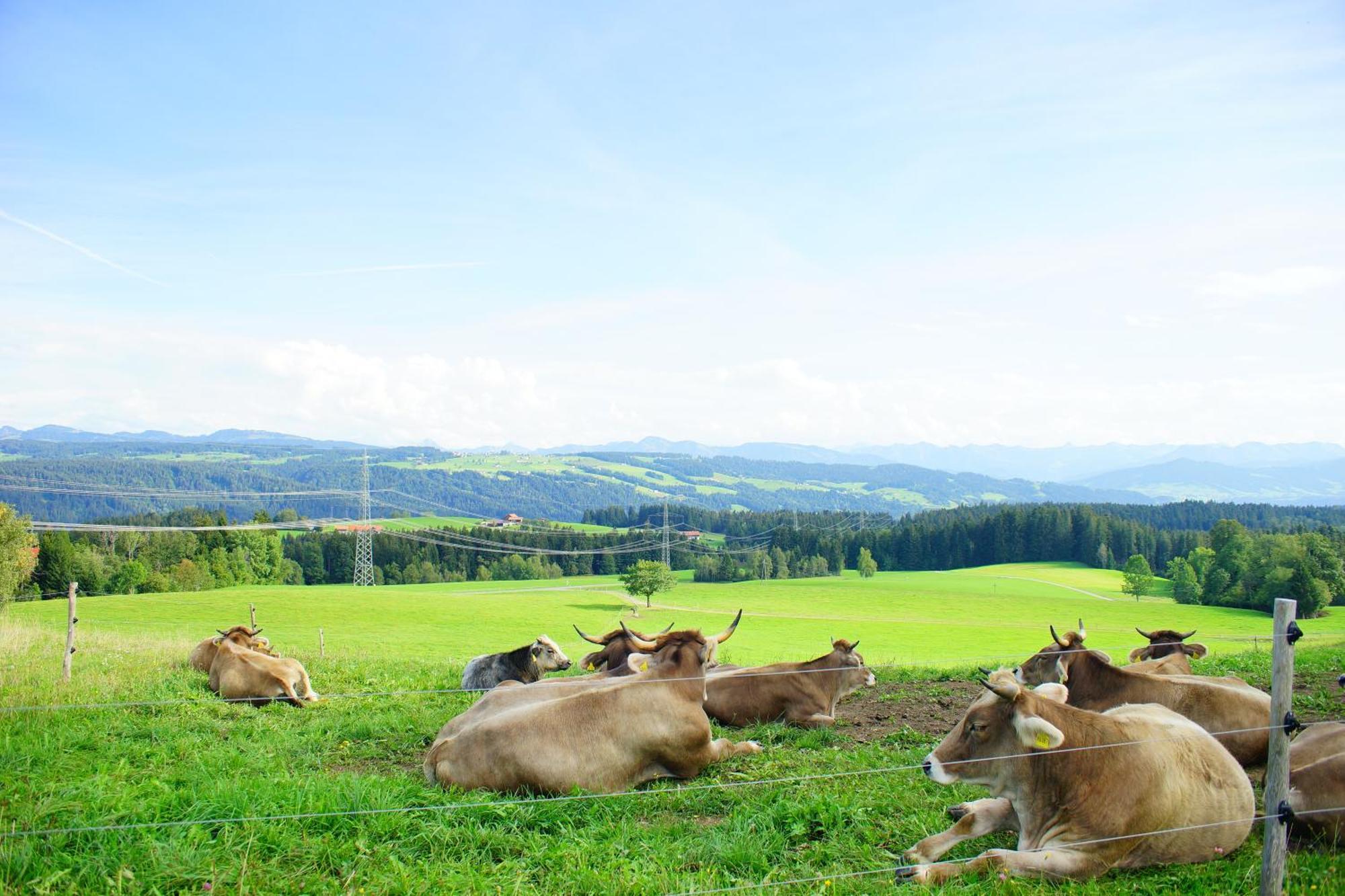 Lejlighed Relax - Blue Mit Pool Und Sauna Scheidegg